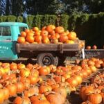 houston top pumpkin patches