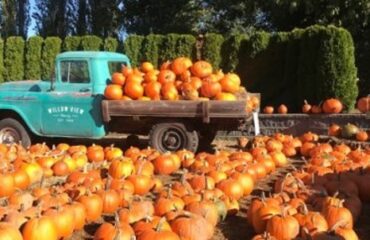 houston top pumpkin patches