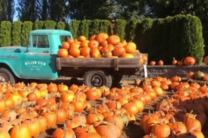 houston top pumpkin patches