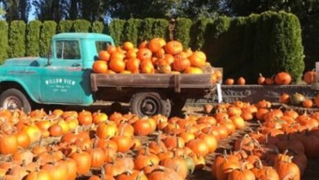 houston top pumpkin patches