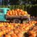 houston top pumpkin patches